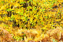Hazel (Corylus avellana) foliage in autumn, Morvan regional park, France, November