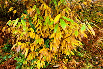 Sweet chestnut tree (Castanea sativa) foliage in autumn, Morvan regional Park, France, November