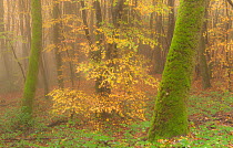 Beech trees in autumn mist, Morvan regional park, Burgundy, France, November 2010