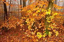 Sweet chestnut (Castanea sativa) and European beech (Fagus sylvatica) leaves in autumn woodland, Morvan regional park, Burgundy, France