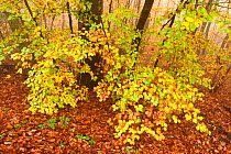 European Beech (Fagus sylvaticus) trees in autumn woodland, Morvan regional park, Burgundy, France, November 2010