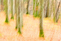 Motion blur of Beech trees (Fagus sylvatica) in woodland, Angus, Scotland, UK, November (This image may be licensed either as rights managed or royalty free.)