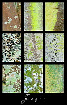 Composite of nine images of close ups of lichen and moss on bark of European Beech tree (Fagus sylvatica) Scotland, UK