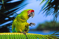 Buffon's Macaw / Great Green Macaw (Ara ambigua) on palm leaf. Central America.