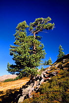 Swiss Pine / Stone Pine (Pinus cembra) on mountains slope. Austria.