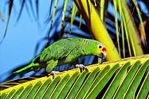 Red Lored Amazon Parrot (Amazona autumnalis) on palm leaf. Captive. South America.