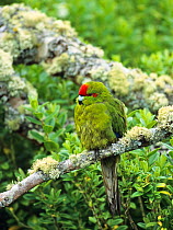 Red-crowned Parakeet (Cyanoramphus novaezelandiae) perched. Enderby Island, New Zealand.