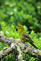 Red-crowned Parakeet (Cyanoramphus novaezelandiae) in profile. Enderby Island, New Zealand.