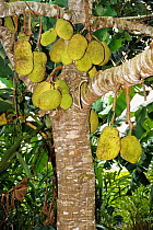 Jackfruit (Artocarpus heterophyllus) growing on tree. Borneo, Indonesia.