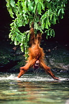 Orang-Utan (Pongo pygmaeus) lowering itself from a branch head-first into water. Gunung Leuser National Park, Sumatra.