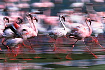 Lesser Flamingos (Phoeniconaias minor) running. Lake Magadi, Ngorongoro Krater, Tanzania.
