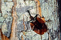 Violin Beetle (Mormolyce phylloides / borneensis) on bark. Danum Valley, Borneo, Indonesia.