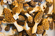 Harvested Morel (Morchella esculenta) mushrooms for sale at market. Bavaria, Germany, May.
