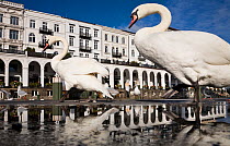 Mute Swans (Cygnus olor) in front of the Alsterarkaden. Hamburg, Lower Saxony, Germany, Europe, November.