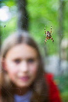 Girl looking at Garden Spider (Araneus diadematus) on web. Upper Bavaria, Germany, Europe, September. Model released.