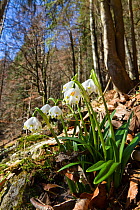 Spring Snowflakes (Lecojum vernum) in deciduous forest. Upper Bavaria, Germany, Europe, March.