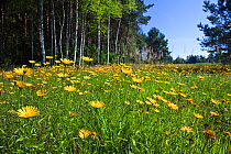 Yellow flowers (Buphthalmum salicifolium / Leucanthemum vulgare) in meadow. Upper Bavaria, Germany, July 2010.