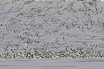 Ring-billed gulls (Larus delawarensis) large flock in flight and on water, Cherry creek state park, Denver, Colorado, USA, January
