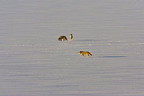 Three Coyotes (Canis latrans) on snow covered ice of reservoir, Cherry creek state park, Denver, Colorado, USA, February
