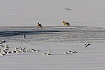 Two Coyotes (Canis latrans) watching flock of Ring-billed gulls (Larus delawarensis) on frozen reservoir, Cherry creek state park, Denver, Colorado, USA, February