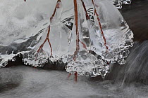 Ice formed round plant twigs, Colorado, USA