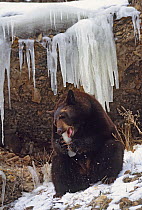 Black Bear (Ursus americanus) gnawing an icicle, Colorado, USA