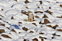 Red-tailed Hawk (Buteo jamaicensis) in flight over snowy landscape, Cherry creek state park,  Denver, Colorado, USA, October