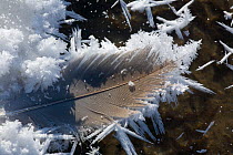 Frost and snow flakes on feather, Colorado, USA