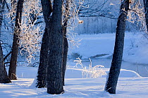 Winter Scene with trees beside reservoir, Cherry creek state park, Denver, Colorado, USA.