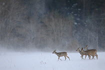 Roe Deer (Capreolus capreolus) leading herd into heavy snow. Estonia, Europe, January.
