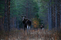 Moose (Alces alces) looking back over its shoulder in forest. Estonia, Europe, April.