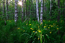 Yellow Flag Iris (Iris pseudacorus) flowering in birch forest. Estonia, Europe, June.