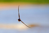 Barn Swallow (Hirundo rustica) in flight. Estonia, Europe, June.