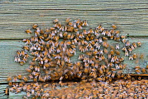Bees (Apis mellifera) preparing to swarm from their hive. Estonia, Europe, July.