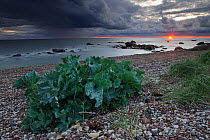 Sea Kale (Crambe maritima) on a beach with the sun just setting. Estonia, Europe, August 2011.