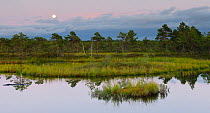 Full moon over lowland marsh landscape. Estonia, Europe, August 2011.