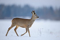Roe Deer (Capreolus capreolus) walking through snow. Estonia, Europe, January.