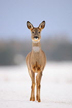 Portrait of Roe Deer (Capreolus capreolus). Virumaa, Estonia, Europe, February.