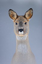 Portrait of Roe Deer (Capreolus capreolus). Virumaa, Estonia, Europe, February.
