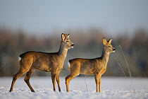 Adult and young Roe Deer (Capreolus capreolus). Virumaa, Estonia, Europe, February.