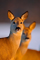 Portrait of two Roe Deer (Capreolus capreolus) in soft evening light. Virumaa, Estonia, Europe, February.