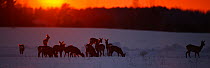 Herd of Roe Deer (Capreolus capreolus) feeding through snow as the sun sets. Virumaa, Estonia, Europe, February.
