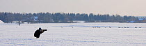 A photographer in snow taking photographs of a herd of Roe Deer (Capreolus capreolus). Virumaa, Estonia, Europe, February.