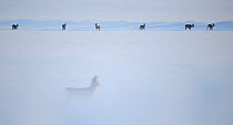 Herd of Roe Deer (Capreolus capreolus) on the horizon with another out-of-focus in foreground. Virumaa, Estonia, Europe, February.