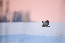 Ural Owl (Strix uralensis) flying low over snow. Virumaa, Estonia, Europe, February.