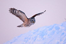 Ural Owl (Strix uralensis) in flight over snow. Virumaa, Estonia, Europe, February.