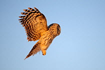 Ural Owl (Strix uralensis) about to land. Virumaa, Estonia, Europe, February.