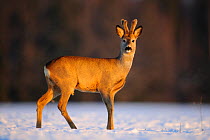 Roe Deer (Capreolus capreolus) male with developing antlers. Virumaa, Estonia, Europe, February.