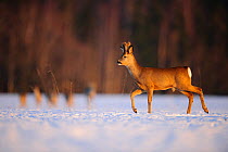 Roe Deer (Capreolus capreolus) male with developing antlers walking across snow. Virumaa, Estonia, Europe, February.