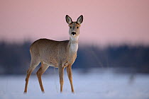 Roe Deer (Capreolus capreolus) portrait. Virumaa, Estonia, Europe, February.